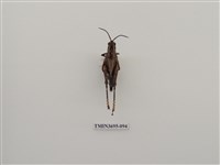 藏品(直翅目(3))的圖片